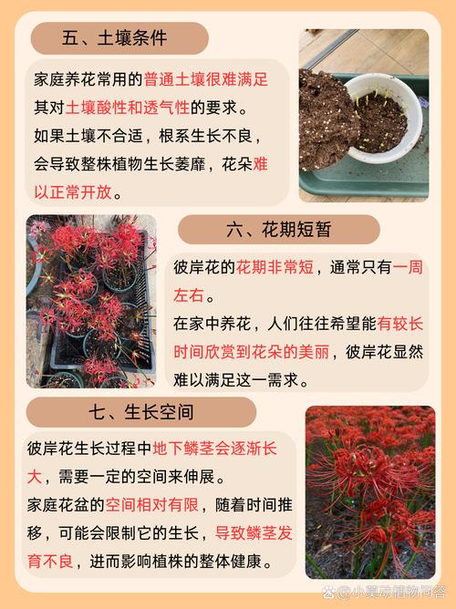 红白彼岸花开不见叶，迷信传说话禁忌