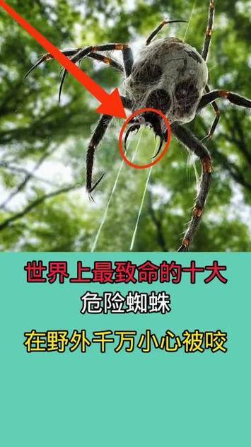 蜘蛛池最怕什么虫?揭秘让百万蜘蛛瞬间“团灭”的隐形杀手——线虫