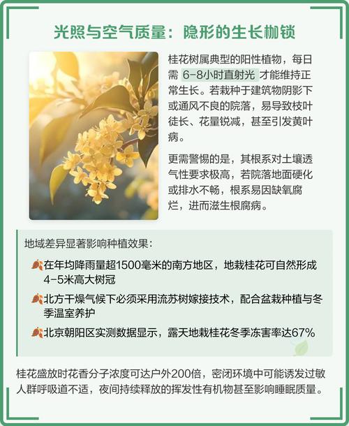 惊!家中栽种桂花树竟藏大隐患,专家紧急提醒速看
