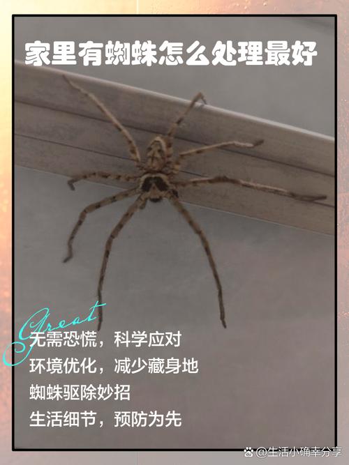 蜘蛛池“空巢”危机:没有蜘蛛爬行,SEO优化该如何破局?