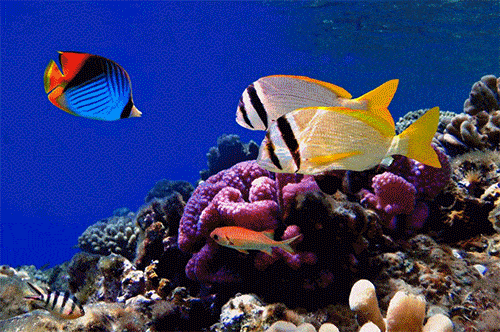 水族馆动态屏保下载,高清海底世界手机电脑桌面壁纸