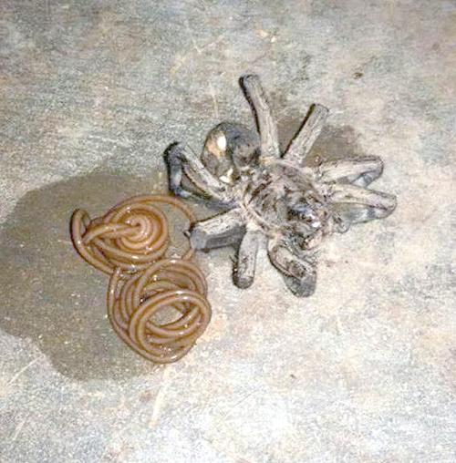 搜狗给力蜘蛛池：高效引蜘蛛助力网站快速收录新突破