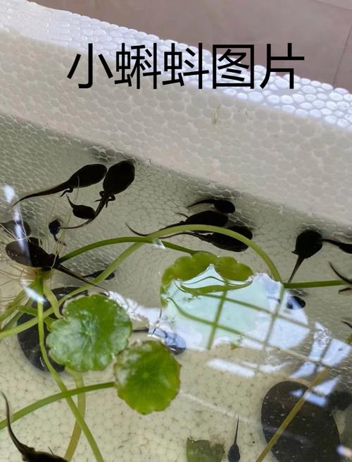 蜘蛛池小蝌蚪图片曝光:揭秘背后灰色产业链