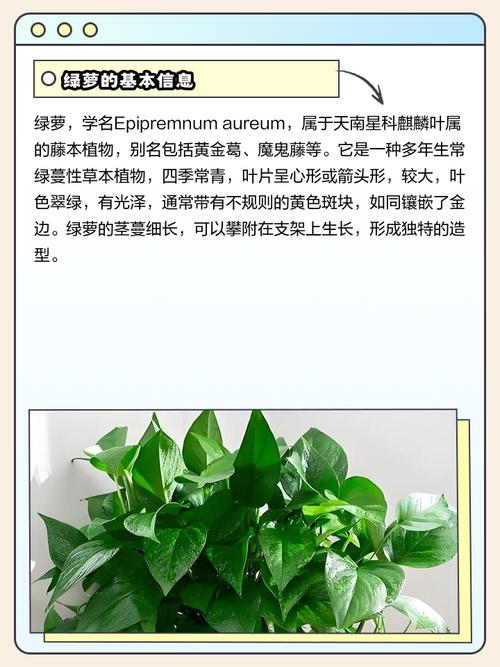 探索|绿萝缘何被称“鬼花”?民间传说与植物学解密