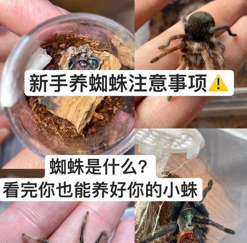 蜘蛛池养蜘蛛成灰色产业链新宠,批量养殖背后暗藏流量黑产