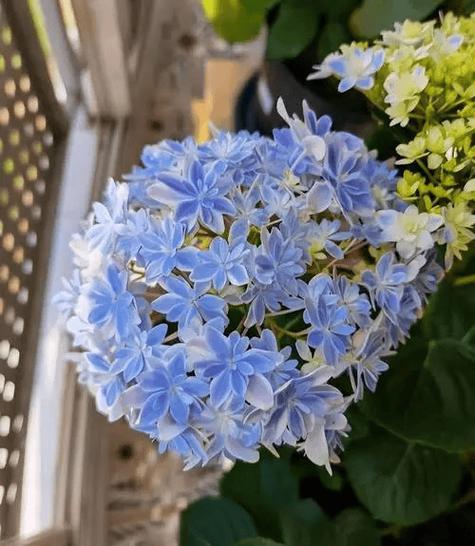 绣球花别名“死人花”,背后真相令人惊叹