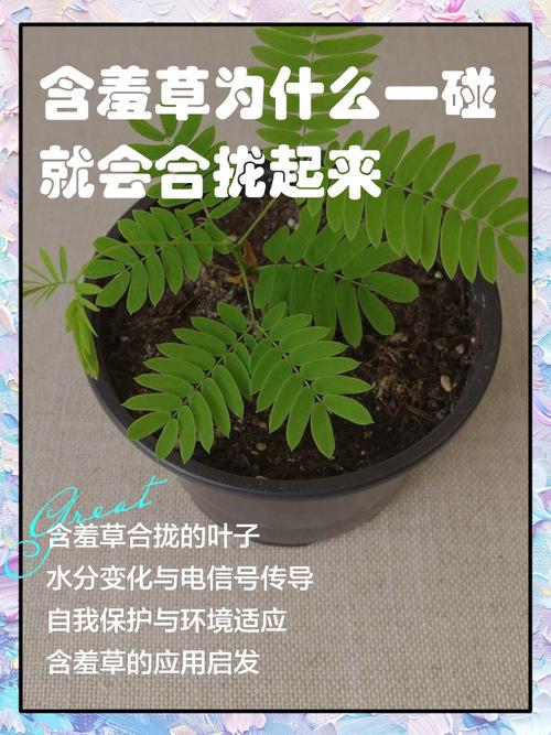 “含羞草”害羞之谜被破解:科学家揭示叶片合拢的奥秘