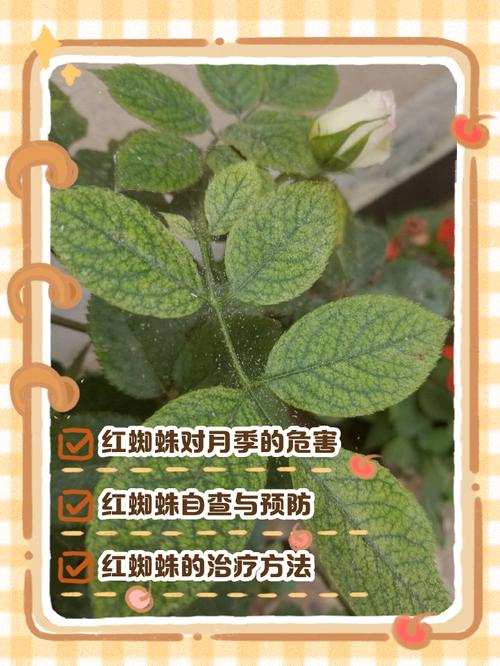 千云坛蜘蛛池：高效引蜘蛛助力网站快速收录新突破